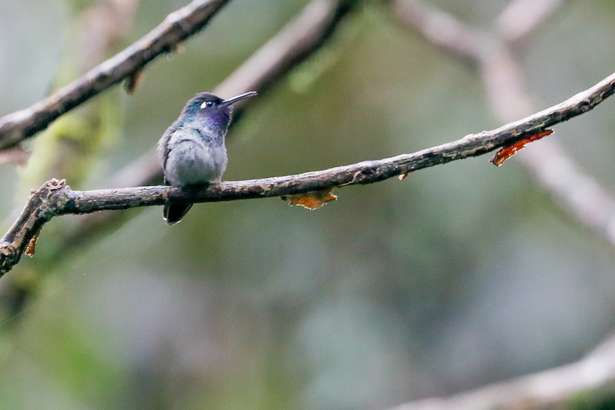 Violet-headed Hummingbird - ML494889951