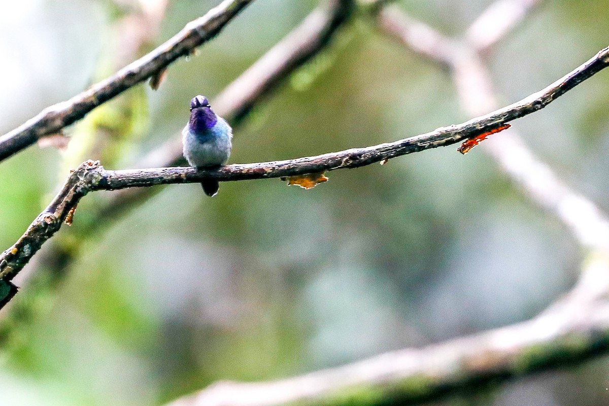Violet-headed Hummingbird - ML494889961