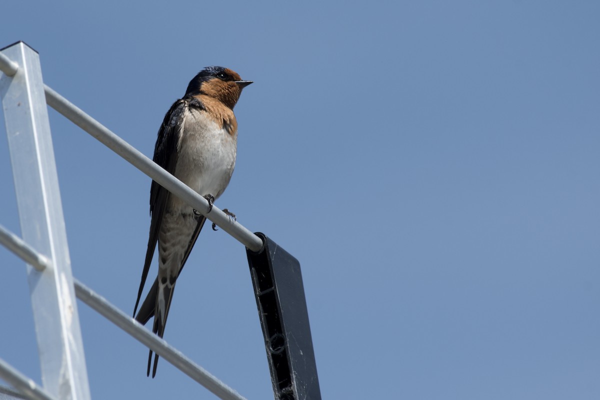 Welcome Swallow - ML494889991
