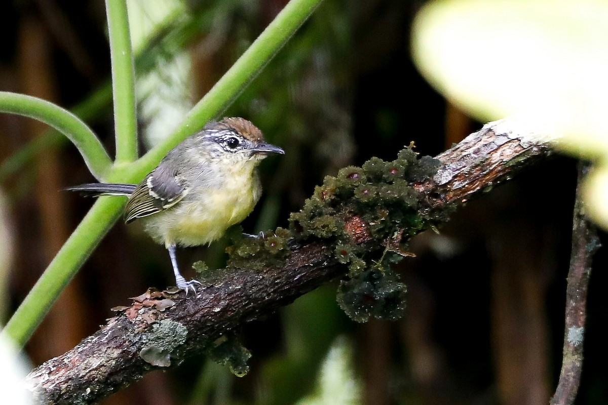 Yellow-breasted Antwren - Matthew Douglas Gable