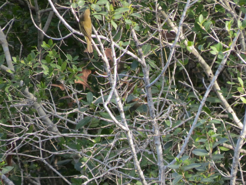 Common Chiffchaff - ML494890951