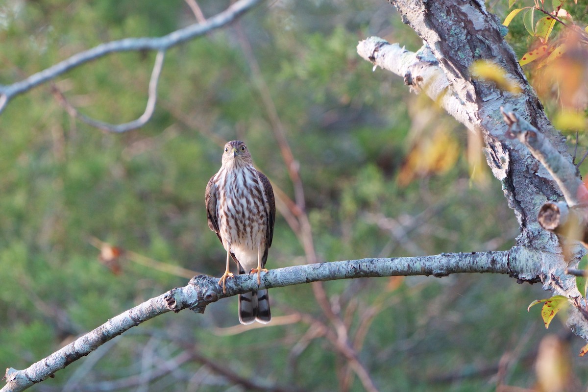 Sharp-shinned Hawk - ML494891031