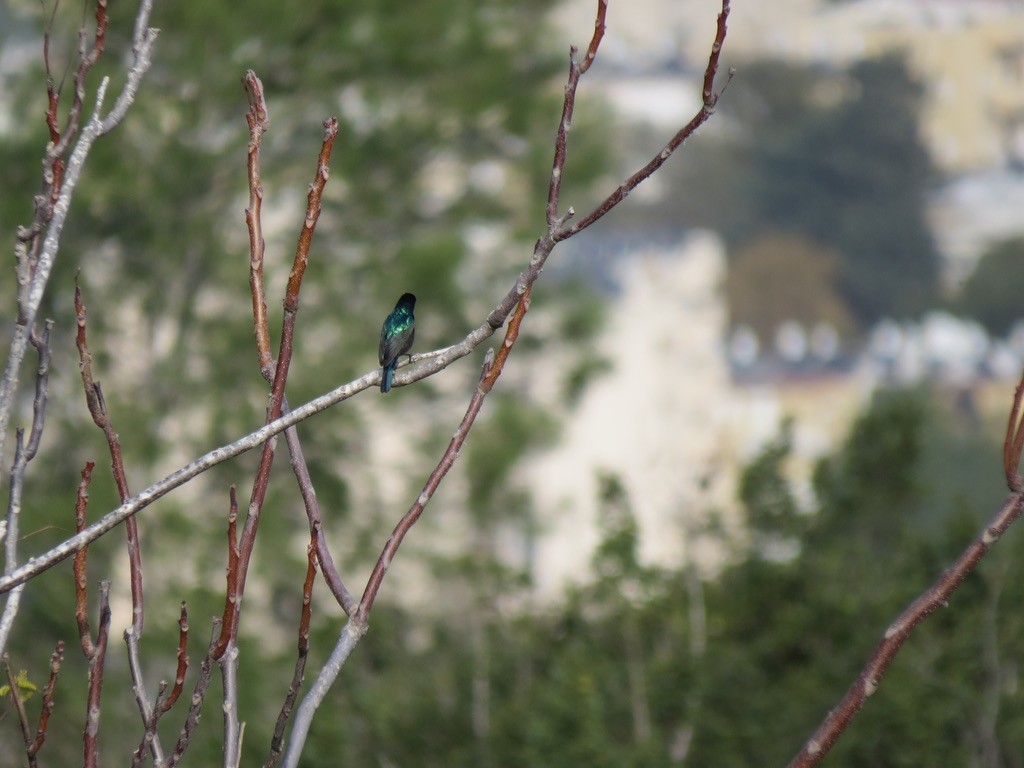 Palestine Sunbird - ML494891091