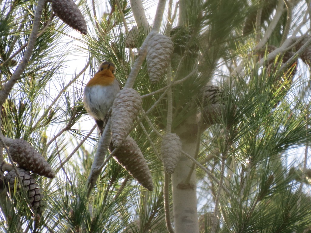 European Robin - ML494891191