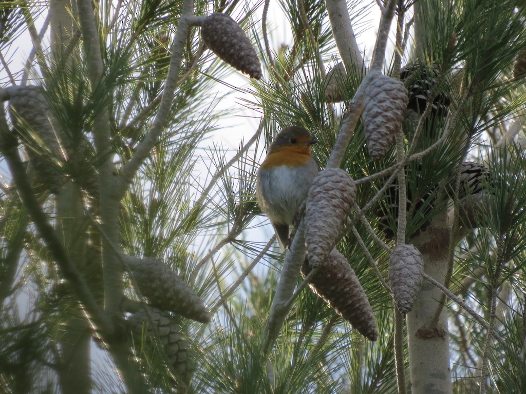 European Robin - ML494891211