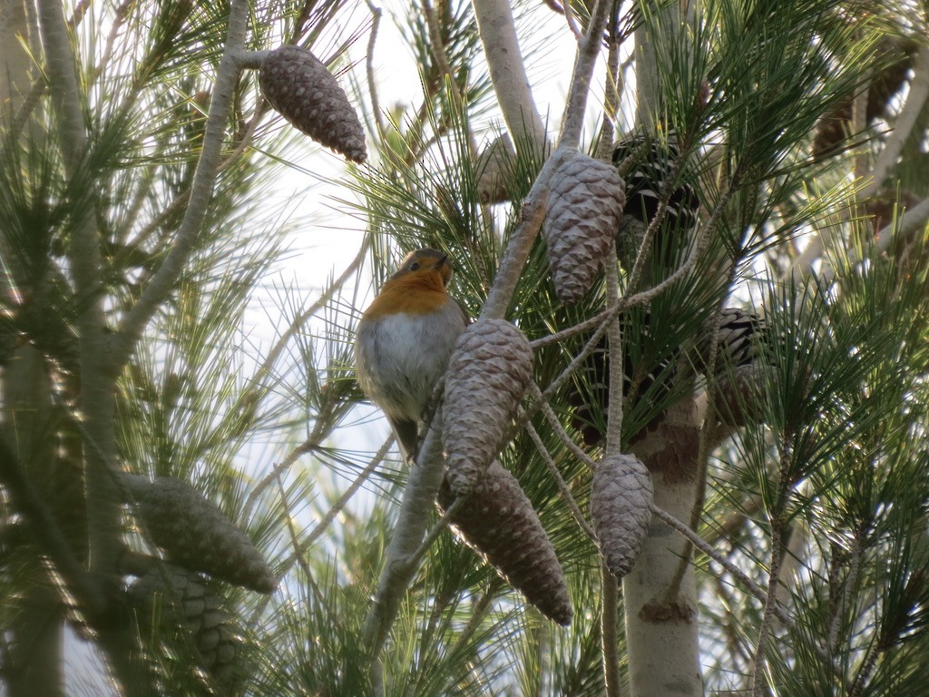 European Robin - ML494891261