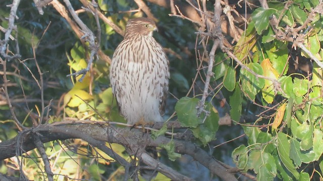 Cooper's Hawk - ML494891761