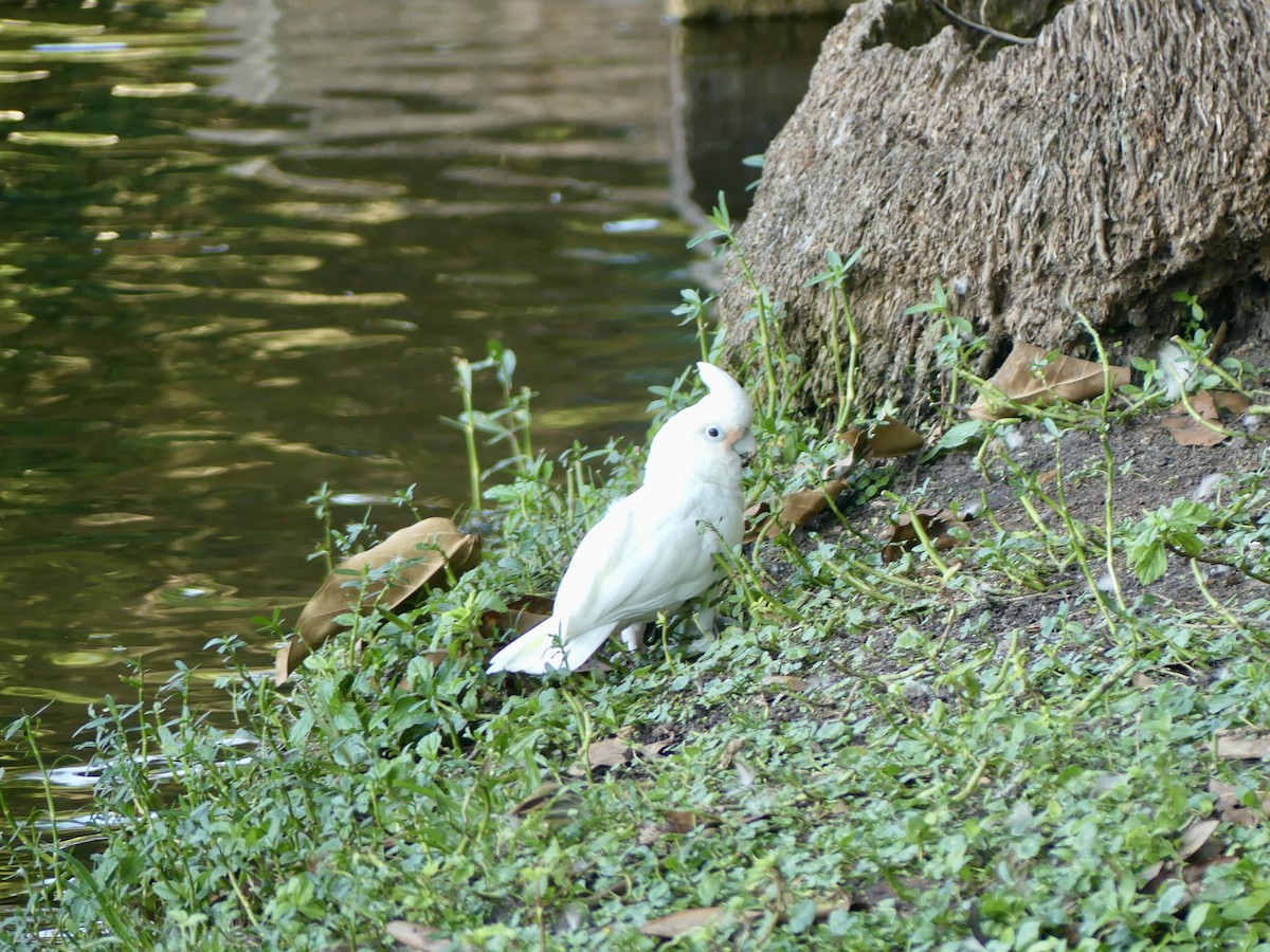 Cacatúa sp. (Cacatua sp.) - ML494891871