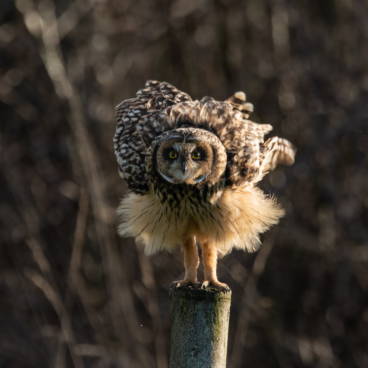 Short-eared Owl - Nicolás  Enriquez Rentería