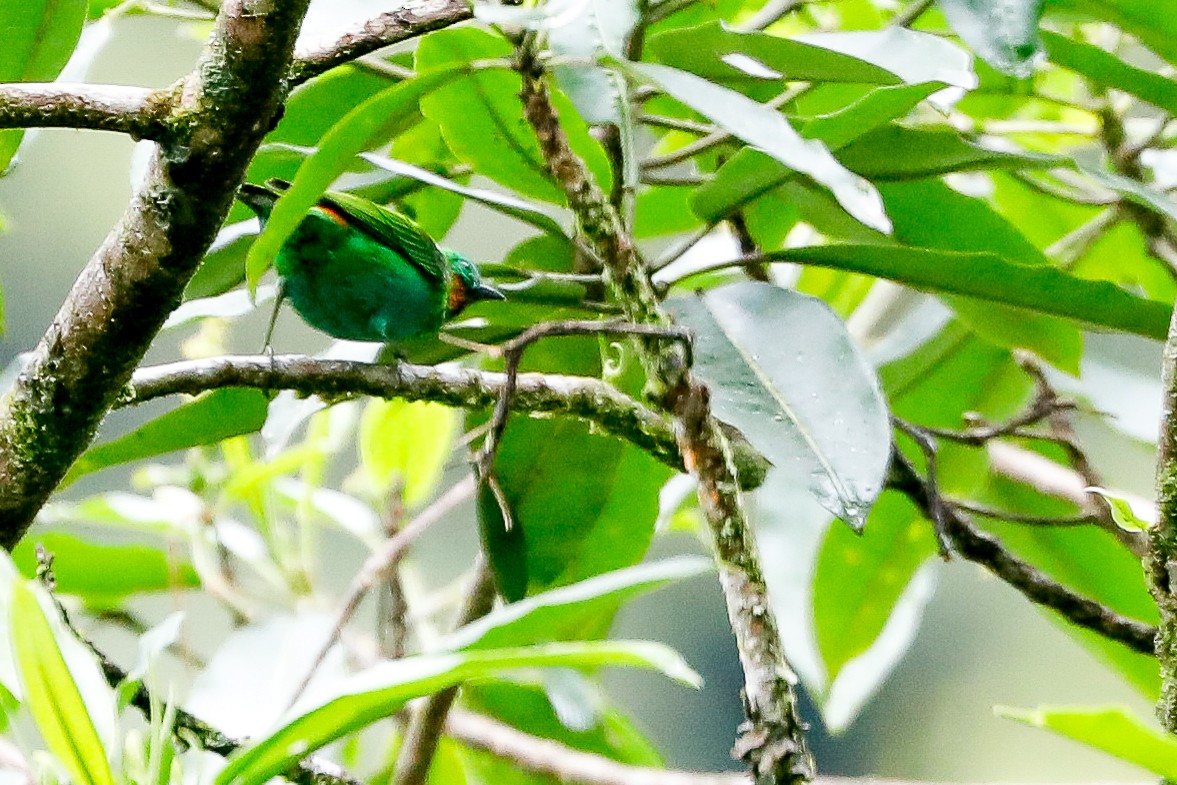 Orange-eared Tanager - ML494892831