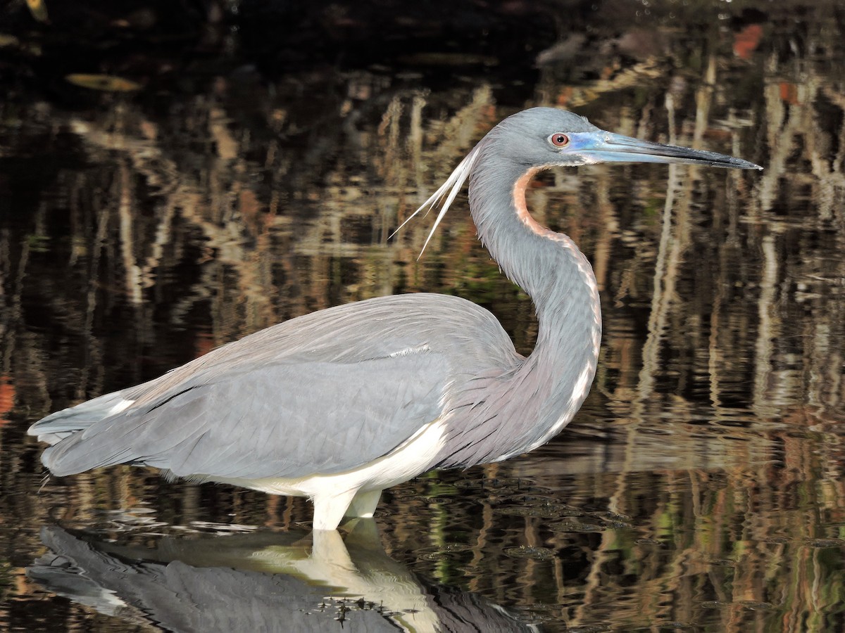 Tricolored Heron - S. K.  Jones