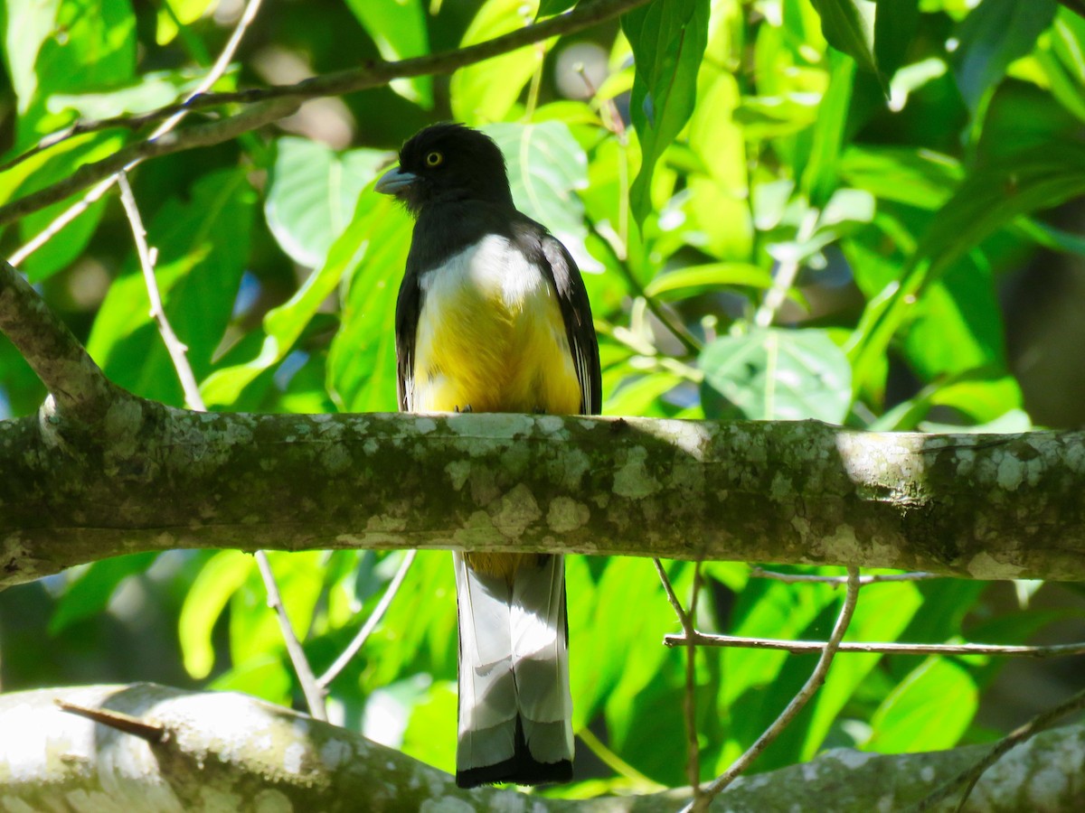 Graukopftrogon - ML49489321