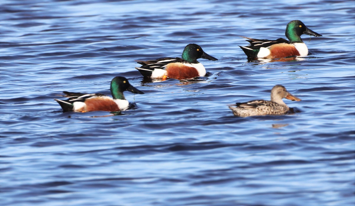 Northern Shoveler - ML494893861