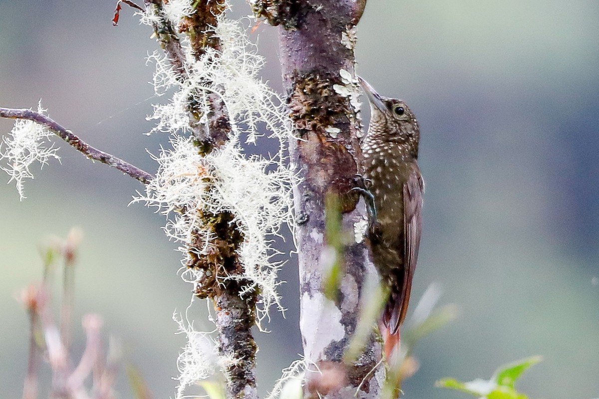 Olive-backed Woodcreeper - ML494893921