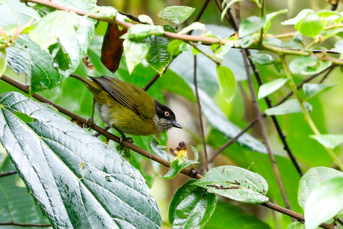 Common Chlorospingus - Matthew Douglas Gable