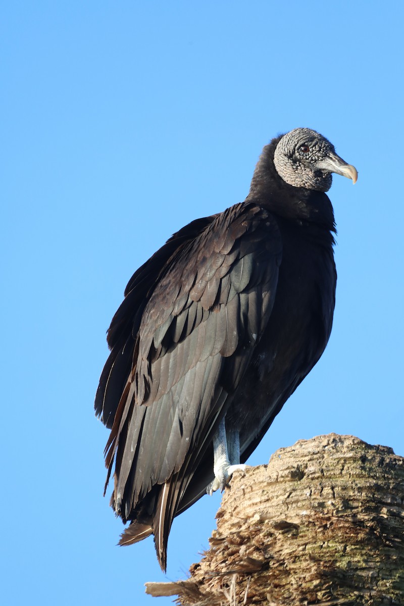 Black Vulture - ML494894221