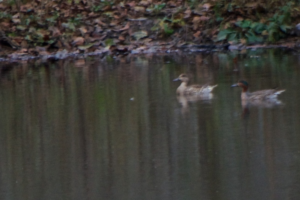 Green-winged Teal - ML49489461