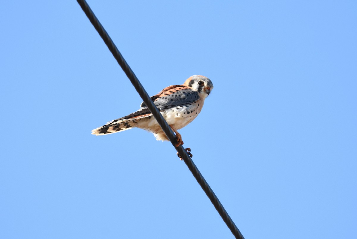 American Kestrel - ML49489561