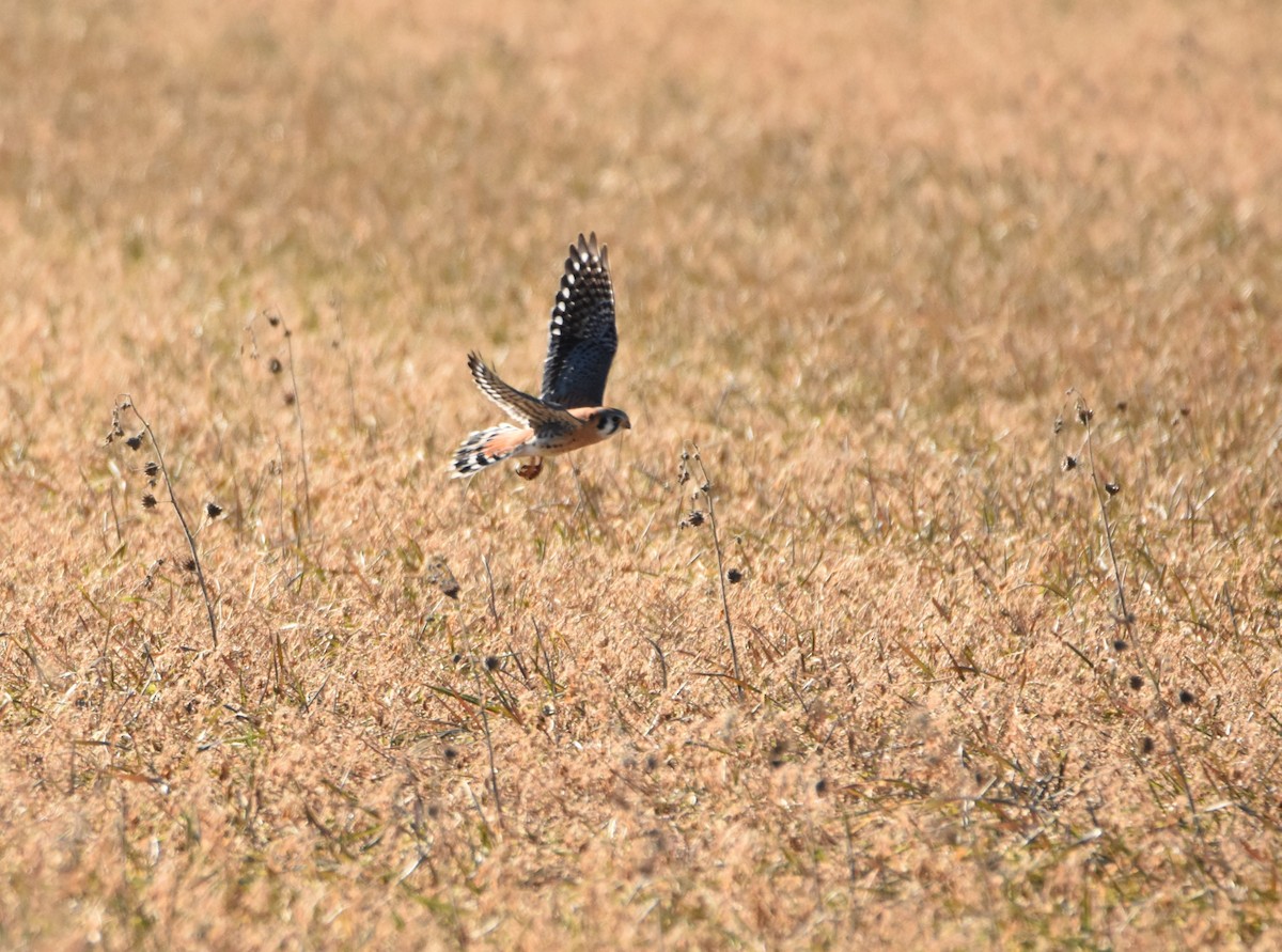 American Kestrel - ML49489571