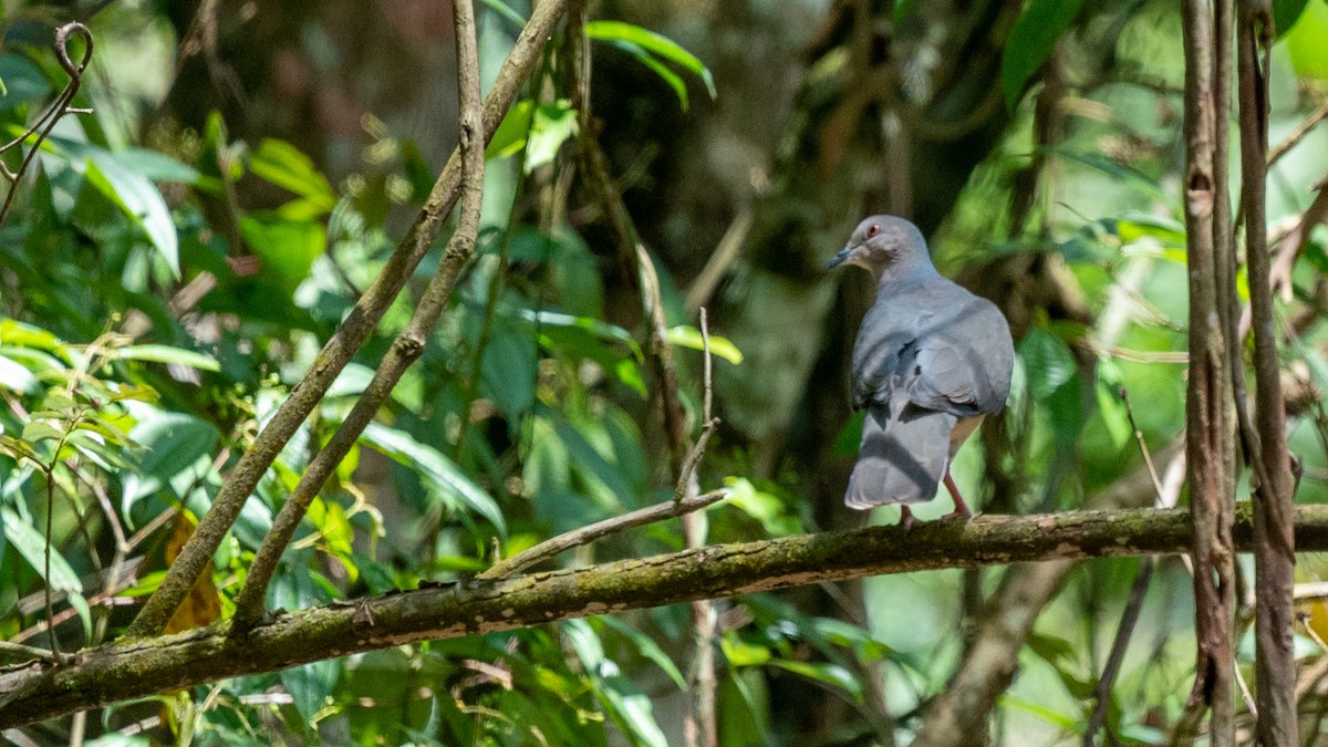 Gray-fronted Dove - ML494896091
