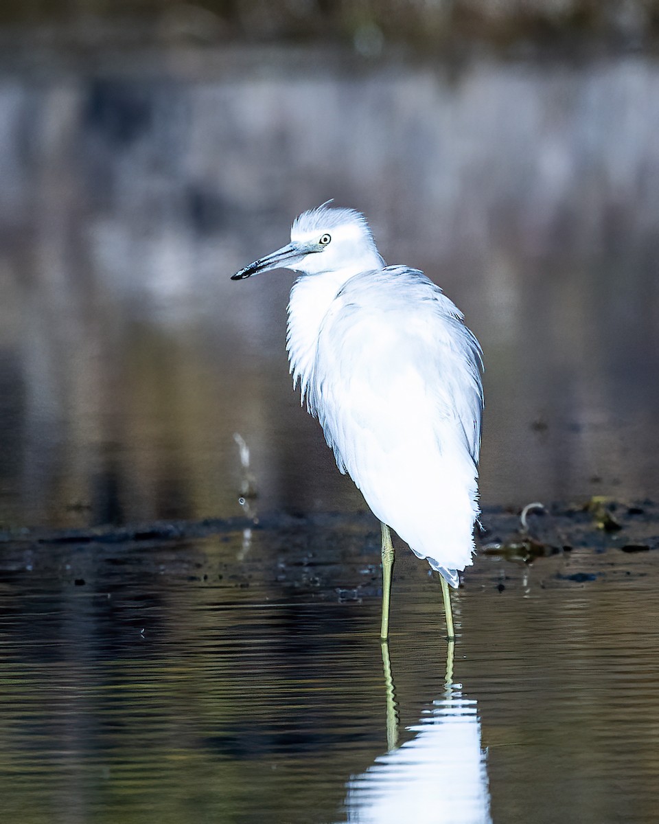 Little Blue Heron - ML494897401