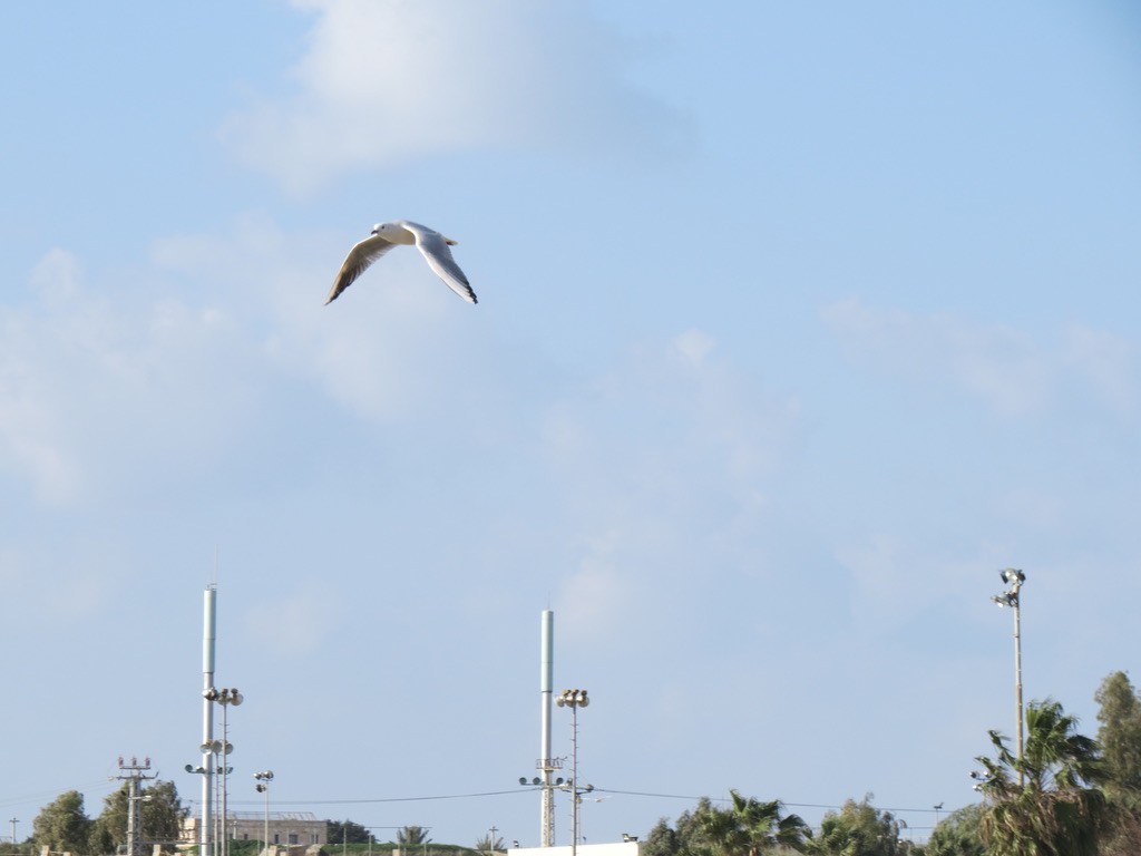 Slender-billed Gull - ML494897451