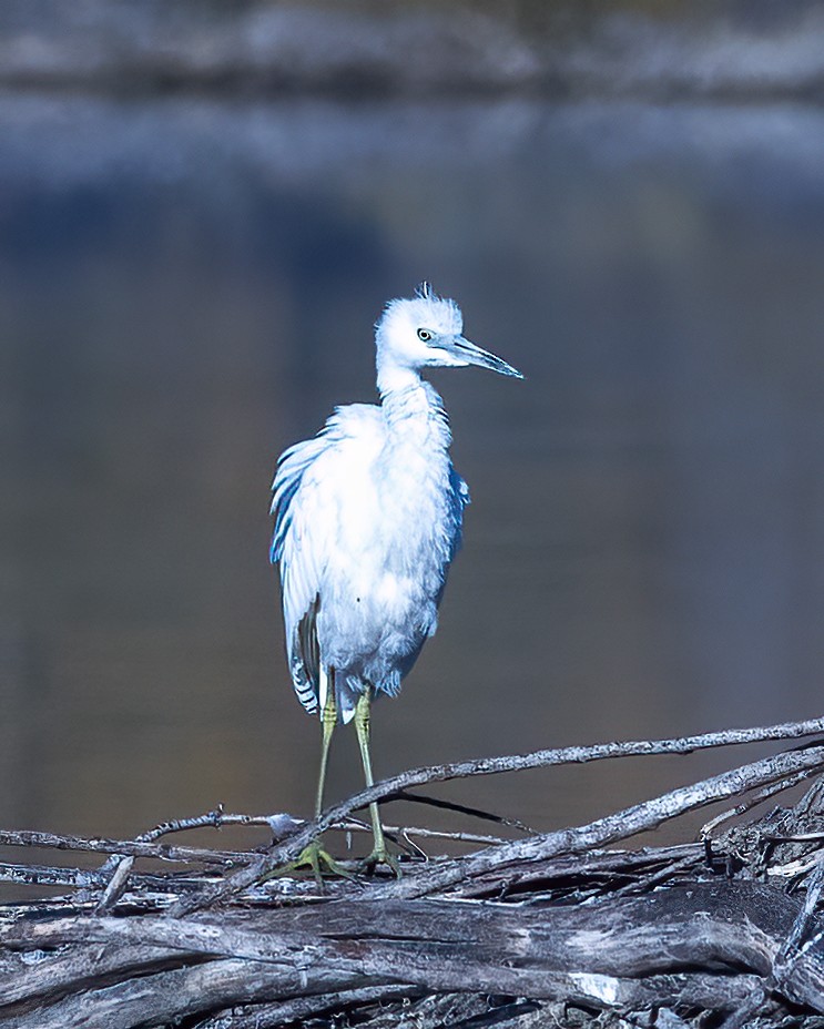 Little Blue Heron - ML494897541