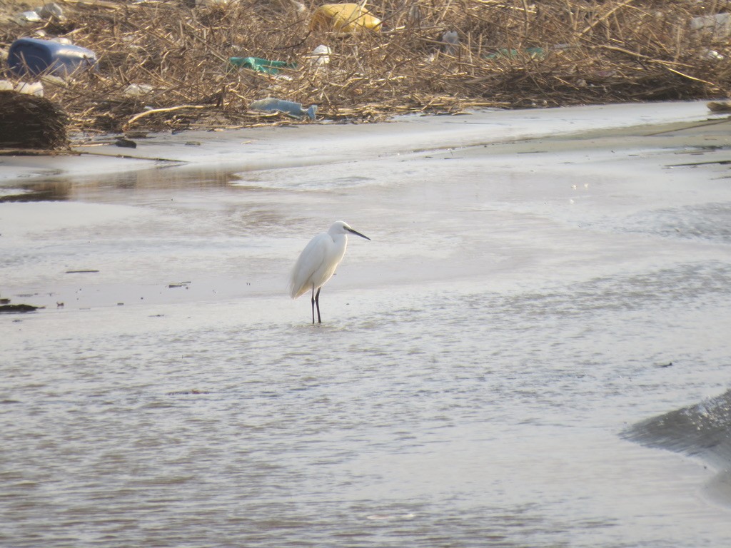 Little Egret - ML494897771
