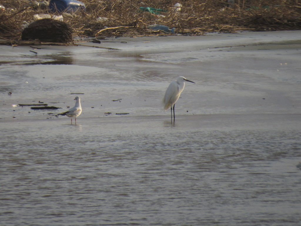 Black-headed Gull - ML494898361