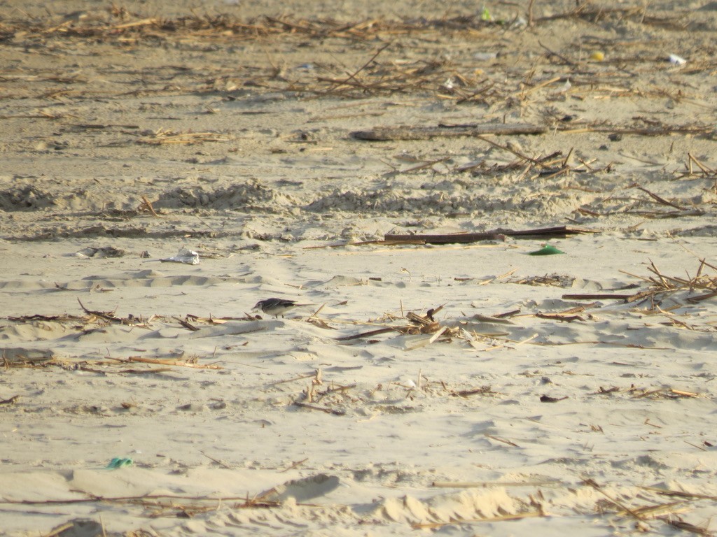 White Wagtail - ML494898531