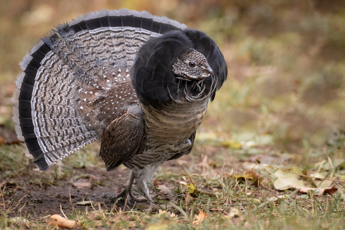 Ruffed Grouse - ML494898581