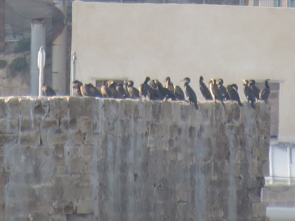 Great Cormorant - ML494898611