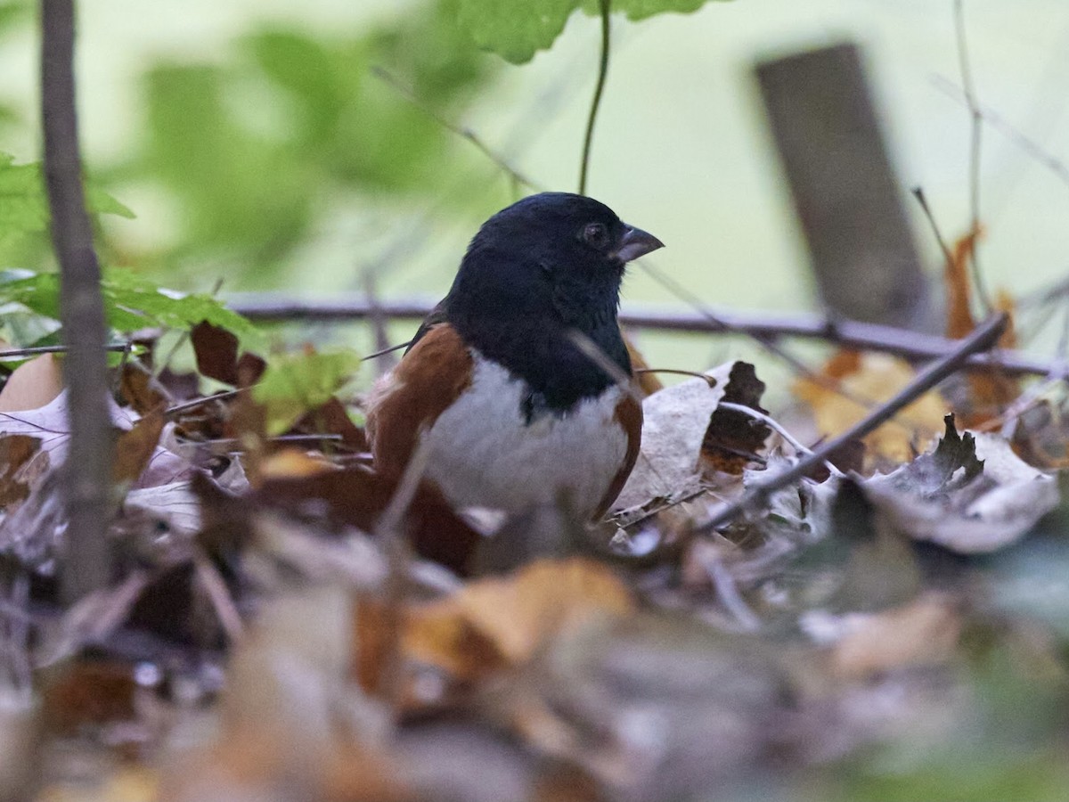 Eastern Towhee - ML494899131