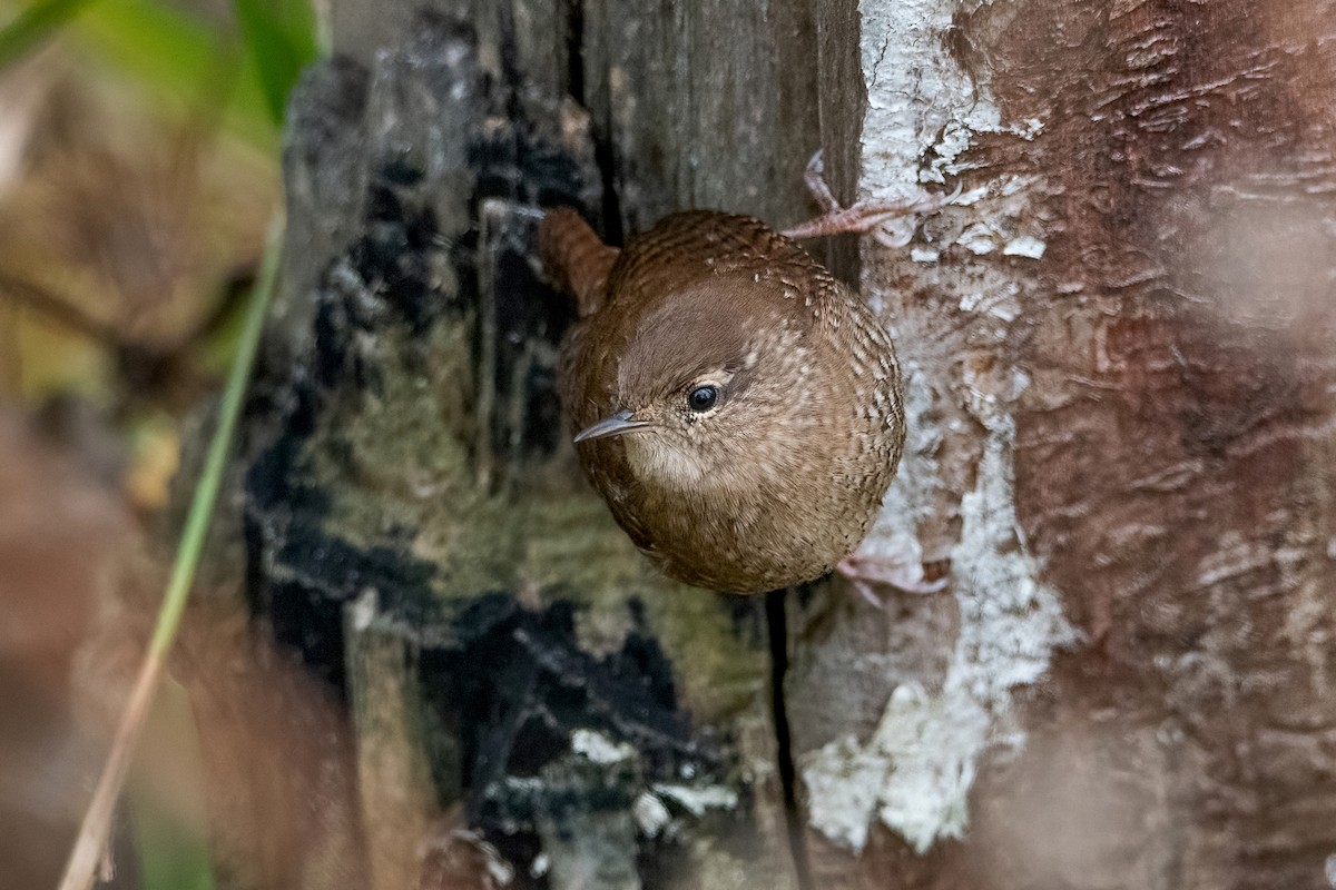 Winter Wren - ML494900101