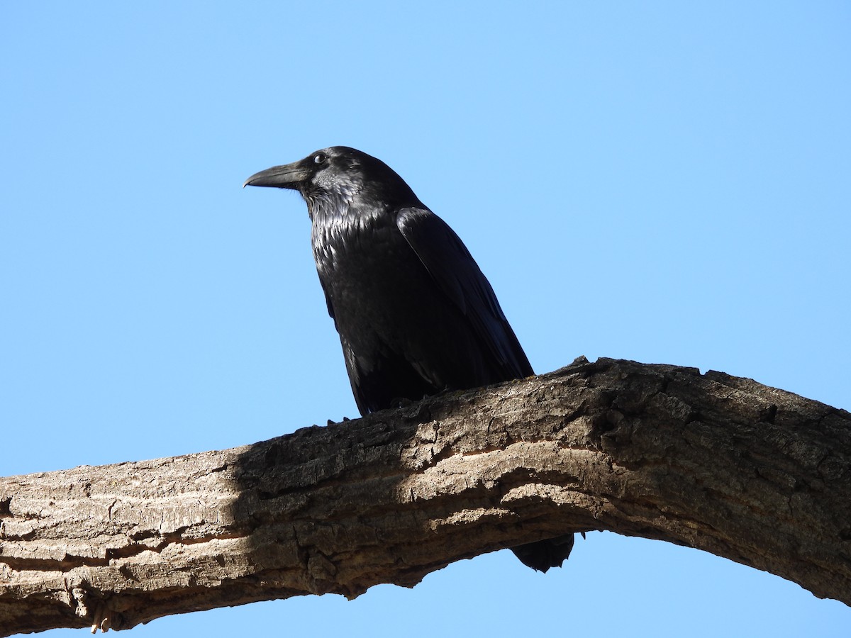 Grand Corbeau - ML494901081