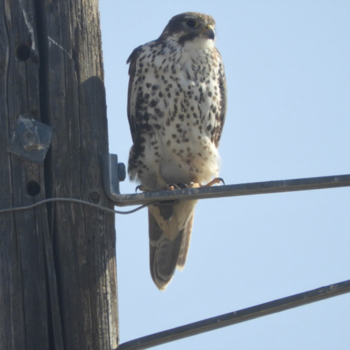 Prairie Falcon - Dale Swanberg