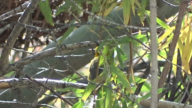 Prothonotary Warbler - ML494901591