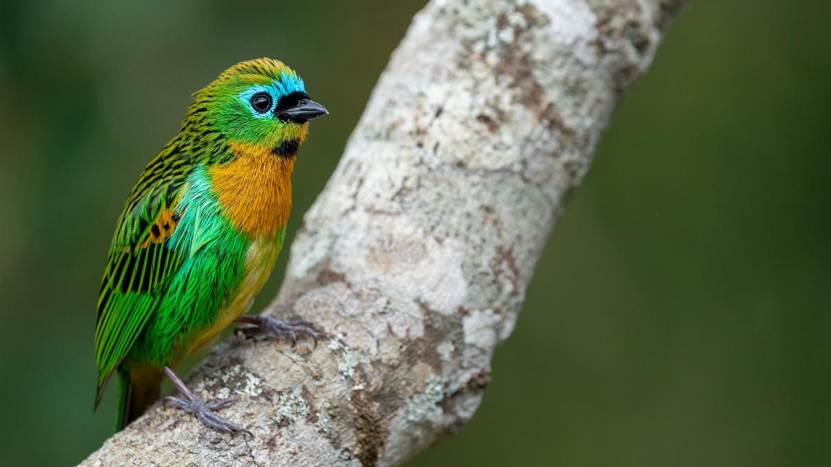 Brassy-breasted Tanager - Javier Cotin