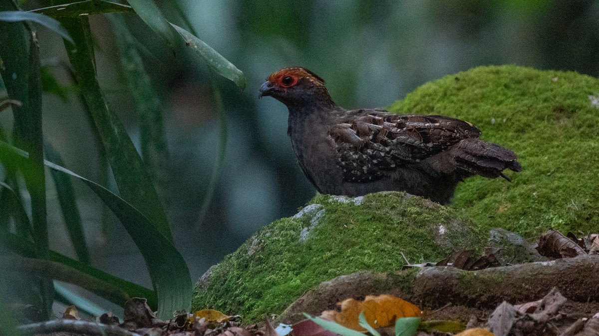 Spot-winged Wood-Quail - ML494903261