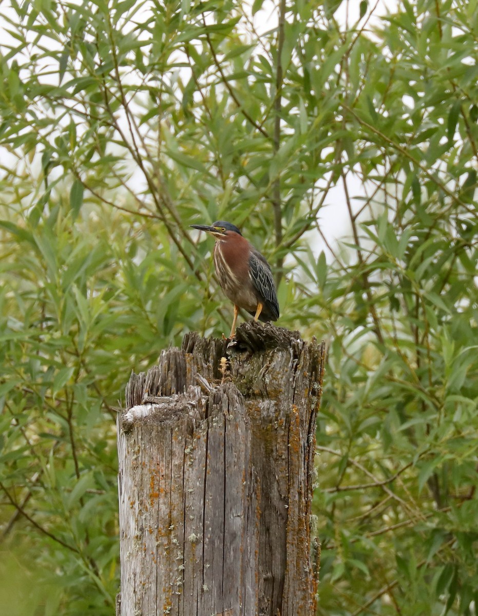 Green Heron - Henry Burton