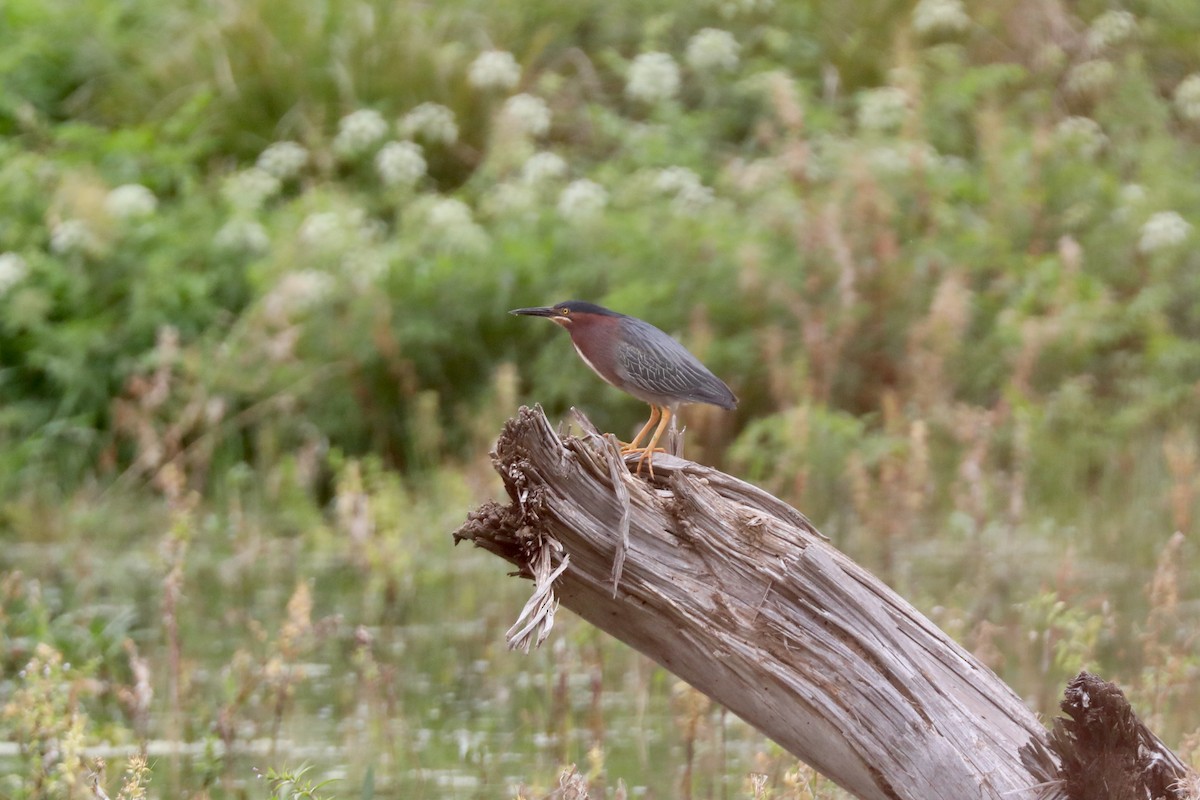 Green Heron - ML494905821