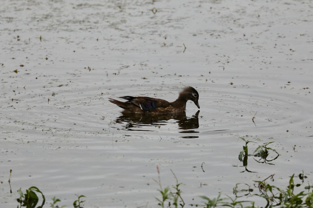 Wood Duck - ML494906821