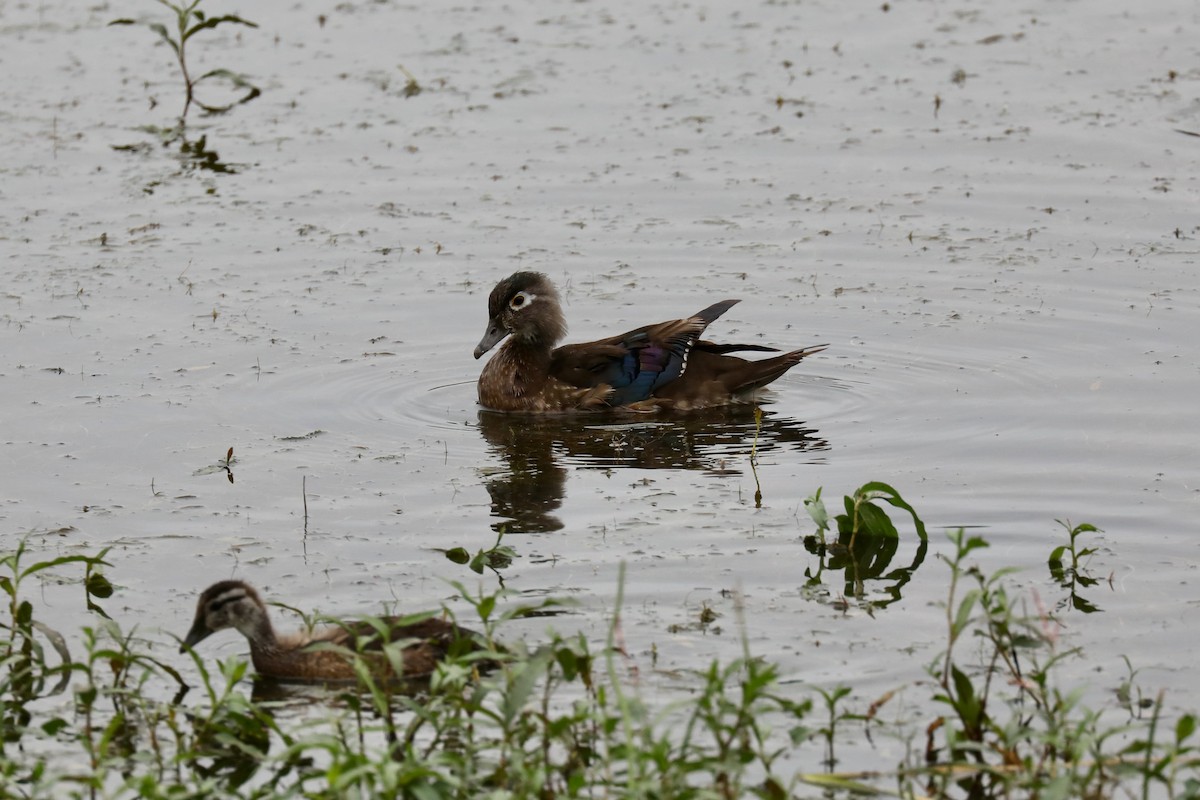 Wood Duck - ML494906871