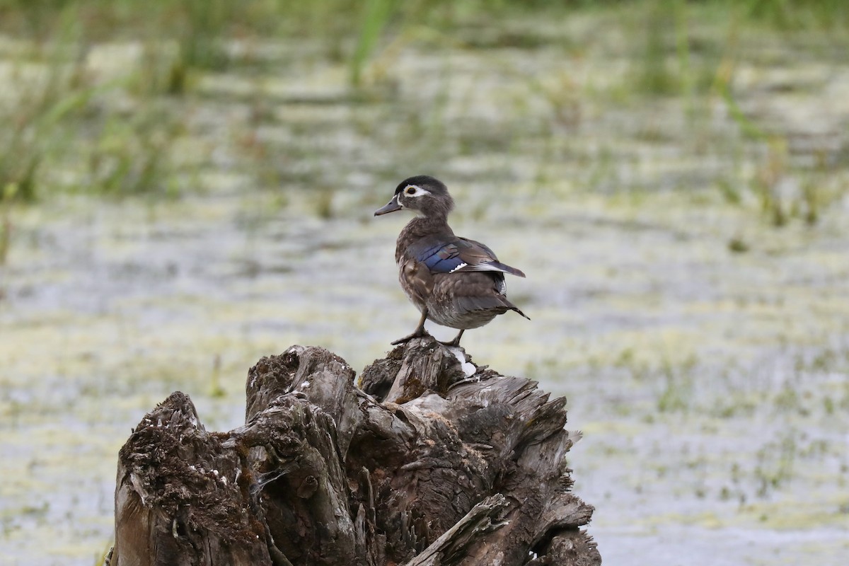 Wood Duck - Henry Burton