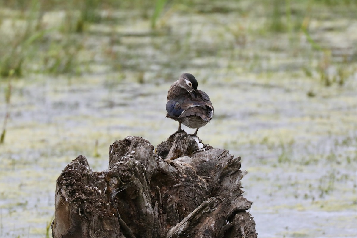 Wood Duck - ML494907121