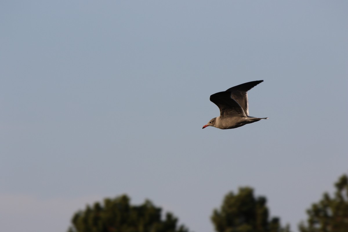 オグロカモメ - ML494907201