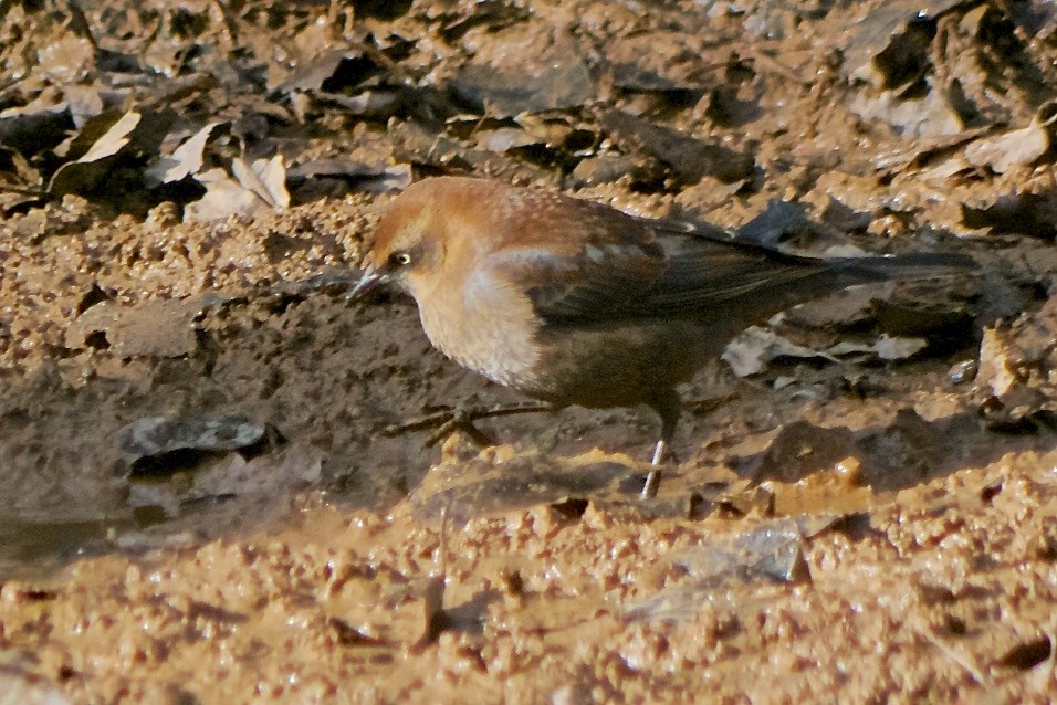 Rusty Blackbird - ML49490791