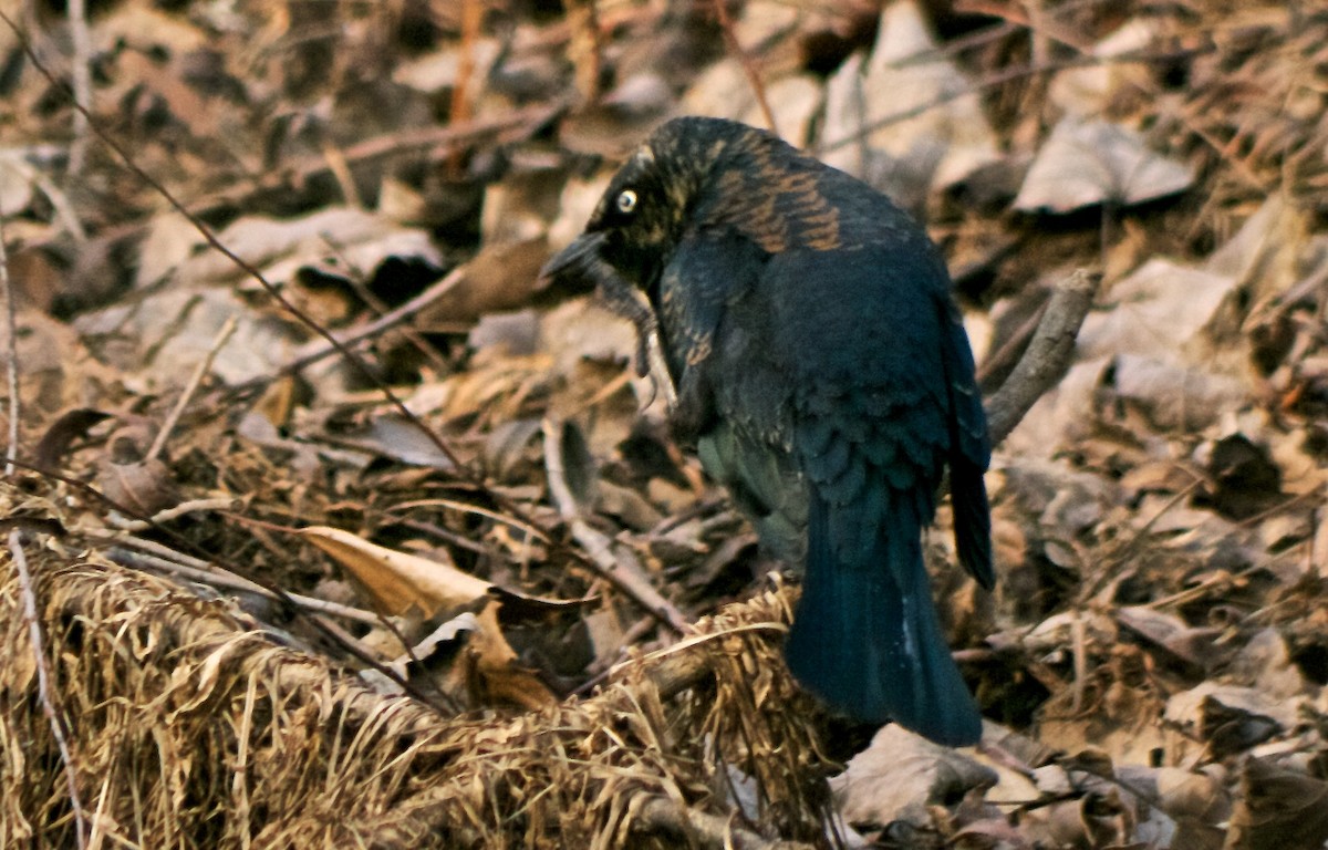 Rusty Blackbird - ML49490801