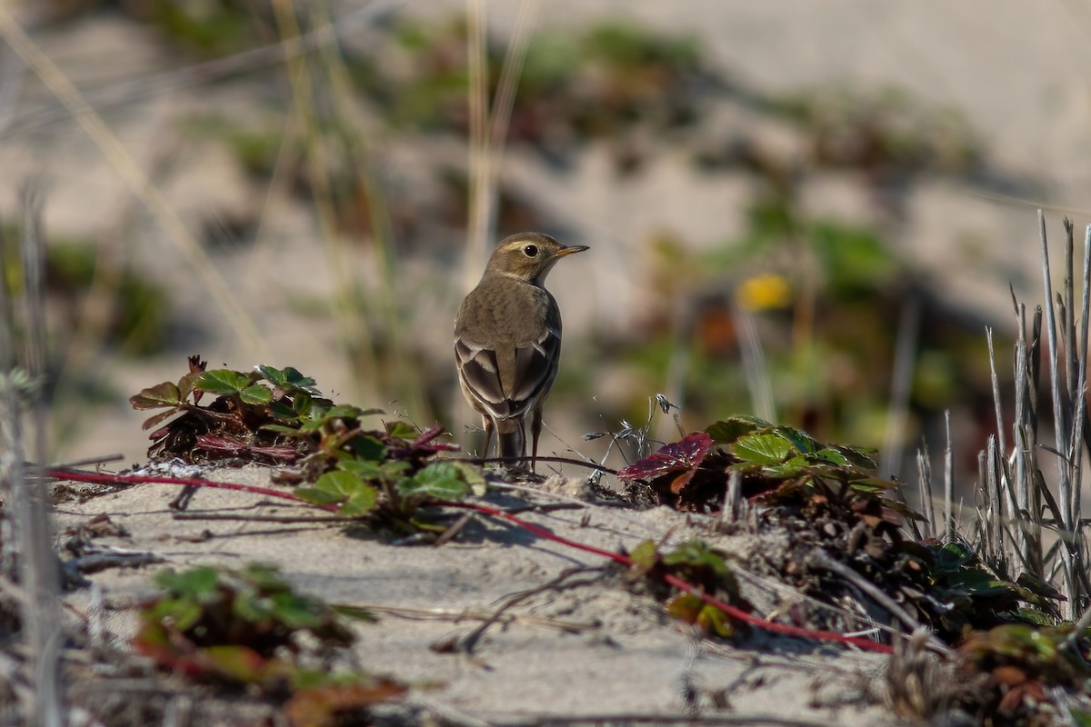 American Pipit - ML494909411