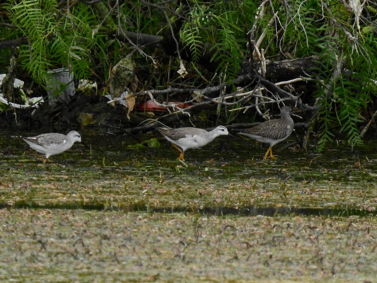 hvithalesvømmesnipe - ML494909421